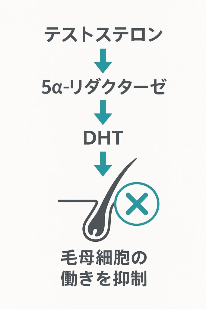毛根細胞の働きを抑制させる流れのイメージ図